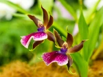 Fleurs de Zygopetalum 