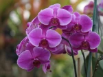 Hampe florale de Phalaenopsis 