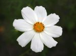 Fleur blanche de Cosmos