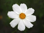 Fleur blanche de Cosmos