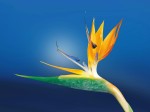 Fleur de l'oiseau du paradis 