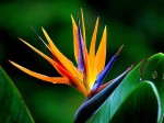 Fleur de Strelitzia 
