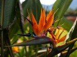 Fleurs d'oiseau du paradis 