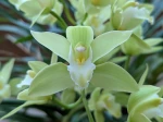 Cymbidium � petites fleurs 