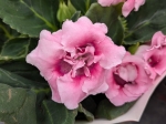 Gloxinia en fleurs 