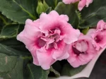 Gloxinia en fleurs 