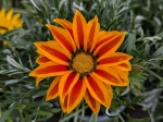 Superbe fleur de gazania 