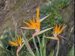 Mars, les strelitzia sont en fleurs 