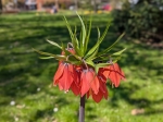 Fleurs de fritillaire rouges