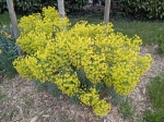 Spectaculaire floraison des euphorbes characias