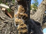 Champignon arrivé assez rapidement sur un abricotier d'environ 20/25 ans en Provence Champignon arrivé assez rapidement sur un abricotier d'environ 20/25 ans en Provence