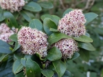 Skimmia du Japon en fleurs