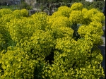 Le printemps est là et les euphorbes illuminent les massifs