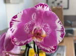 Superbe fleur de Phalaenopsis 