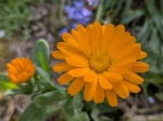 Premire fleur de souci