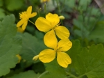 Fleurs de chlidoine... Plante un peu envahissante 