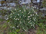 Pquerettes des murailles en Bretagne 