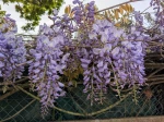 Glycine en fleurs en Bretagne 