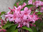 Weigelia en fleurs
