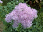 En fleurs