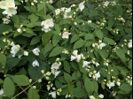 Deutzie en fleurs