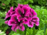 Superbes fleurs