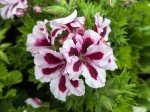Fleurs du grandiflorum