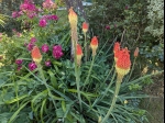 Tisons en fleurs