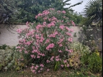 Superbe Laurier-rose aux fleurs simples en rgion parisienne 
