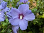 Superbe fleur 
