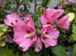Fleurs de l'alta