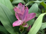 Tulipe de Siam
