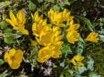 En fleurs en septembre 