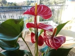 Anturium 