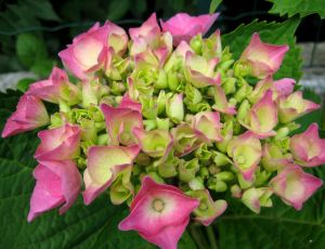 Fleur d'hydranga par CHAOLINETTE