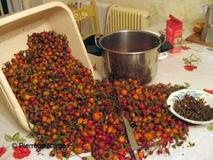 Liqueur de Cynorrhodons