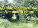Limonade de fleurs de sureau noir fermente, le champagne des fes !