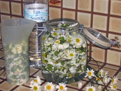 Vin de marguerite � la Tanaisie