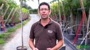 3 petits arbres r�sistants � la s�cheresse