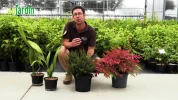 3 plantes tr�s faciles � cultiver en pot, m�me � l'ombre