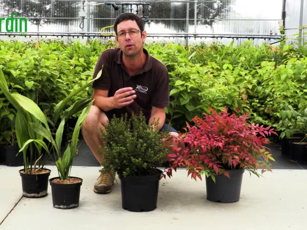 3 plantes trs faciles  cultiver en pot, mme  l'ombre