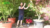 4 plantes pour un jardin ombrag