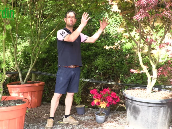 4 plantes pour un jardin ombrag
