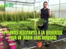 4 plantes r�sistantes � la s�cheresse pour un jardin sans arrosage