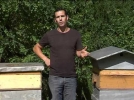 Les abeilles