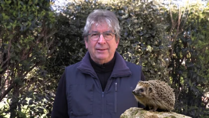 Accueillir un h�risson dans son jardin