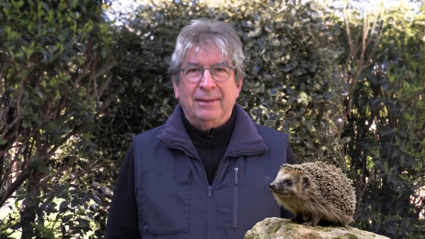 Accueillir un h�risson dans son jardin