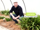 Des agapanthes pour toutes les rgions
