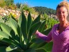 Agave attenuata : la succulente graphique sans �pines id�ale pour le jardin