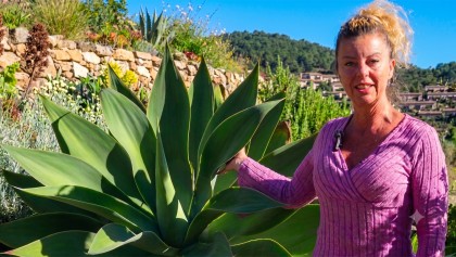 Agave attenuata : la succulente graphique sans �pines id�ale pour le jardin